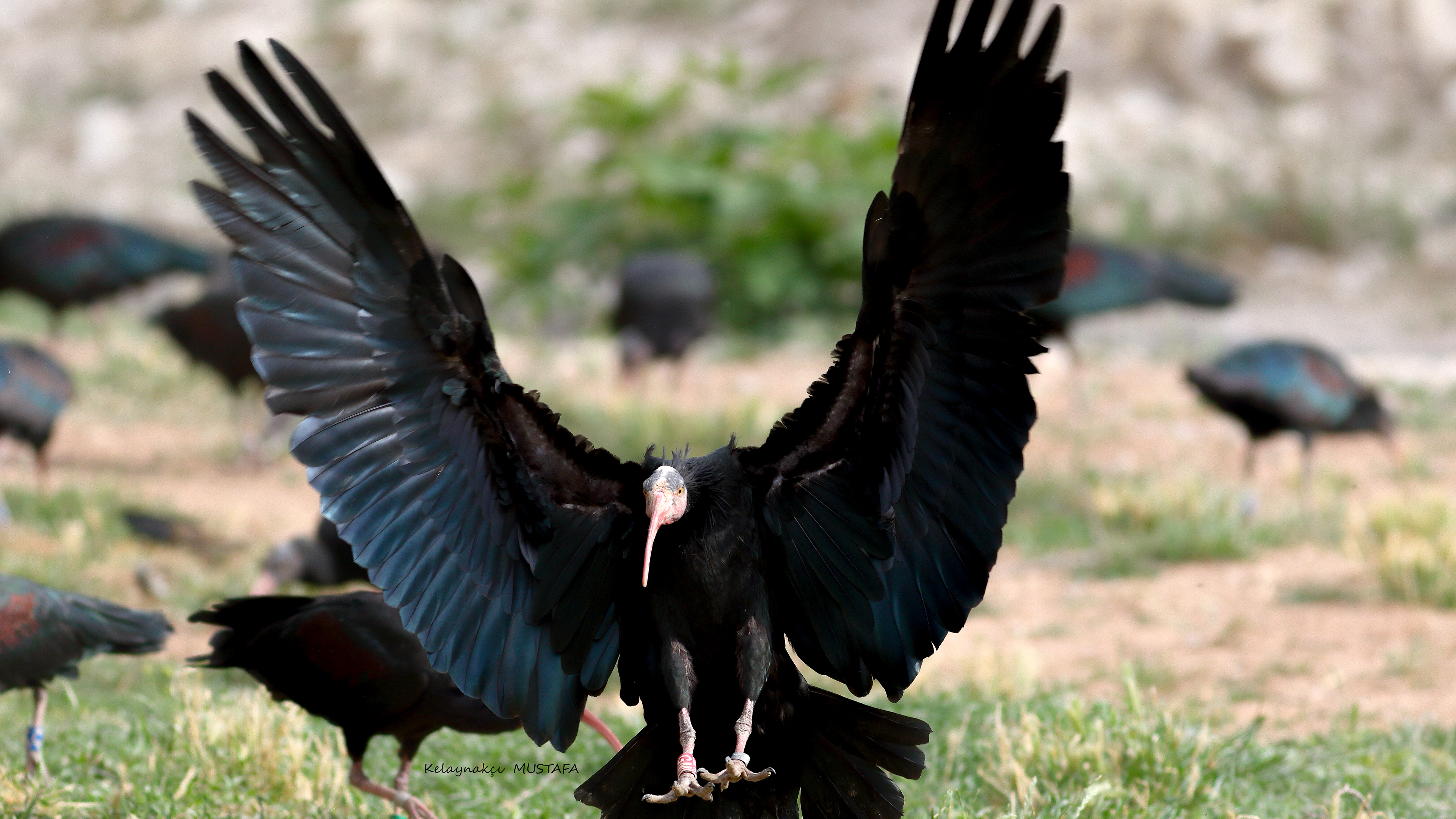 Northern Bald Ibis
